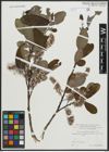 Foto von Salix appendiculata Vill.